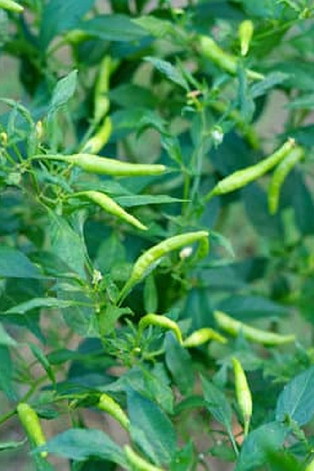 Using Mulch in Vegetable Gardens for Weed Control and Soil Moisture Retention