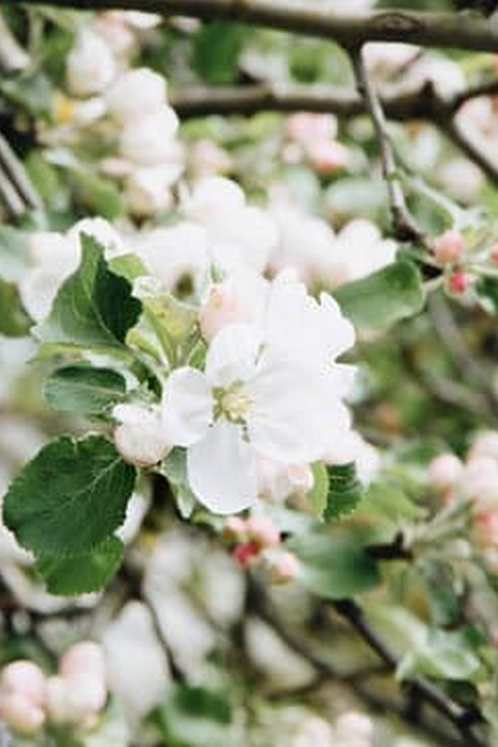 Abundant urban vertical gardening vegetables for small spaces and balconies.