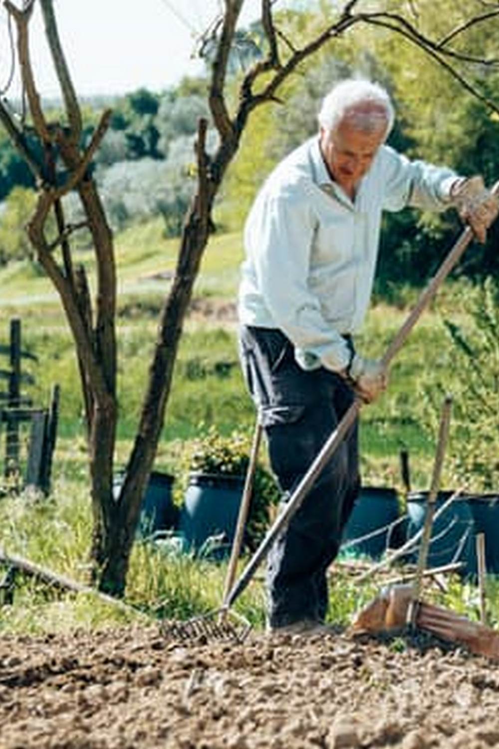Bears playfully forage in vibrant vegetable garden