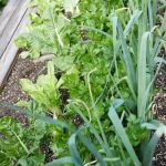 Vegetable Gardening in South Georgia Thriving vegetable garden in South Georgia, producing fresh and healthy crops year-round