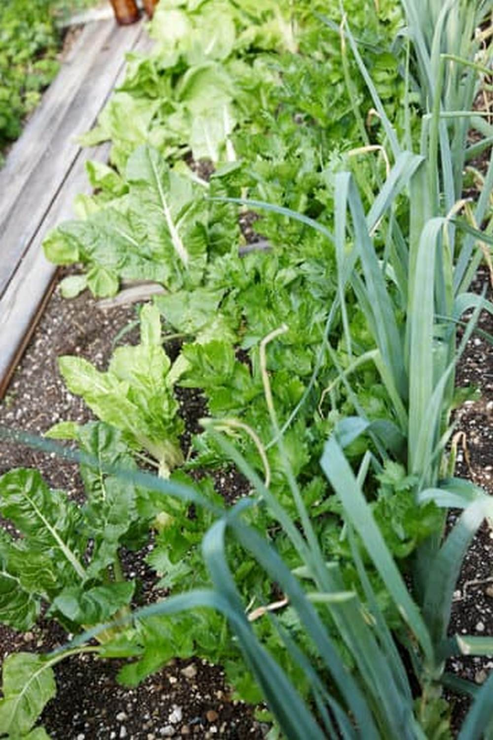 Thriving vegetable garden in South Georgia, producing fresh and healthy crops year-round