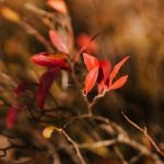 innovative soilless growing method producing fresh, organic produce at home