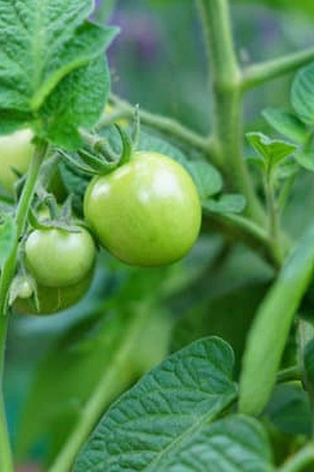 when do alabama vegetable gardens die out