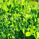 Effective and Safe Weed Killers for Vegetable Gardens - Protecting Your Crops
