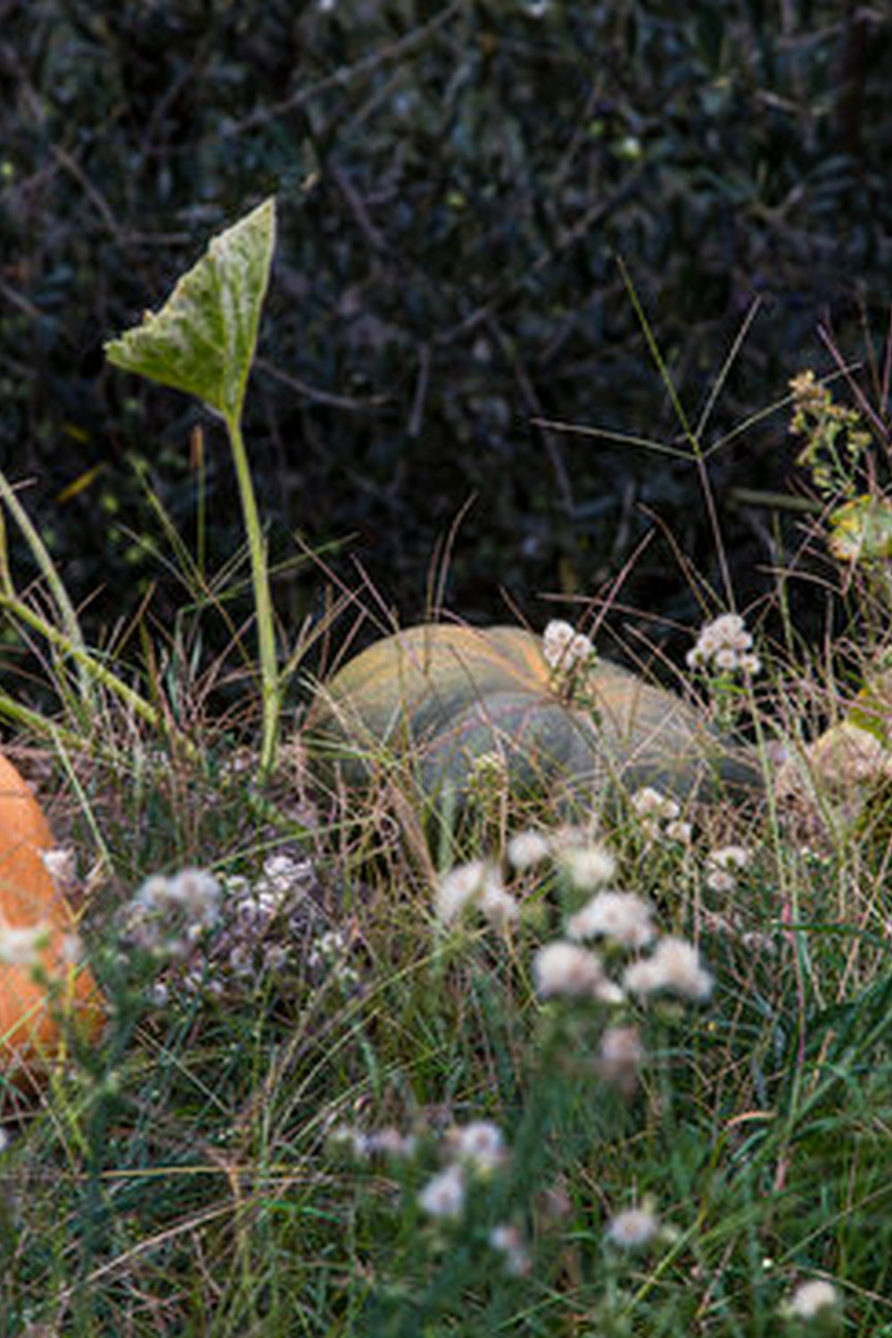 Benefits of using mulch in vegetable gardens include moisture retention and weed suppression