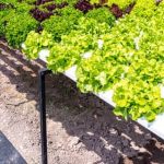 Treated Pine Safe for Vegetable Gardens Safe and durable Treated Pine for vegetable gardens. Eco-friendly and long-lasting choice for outdoor plant beds