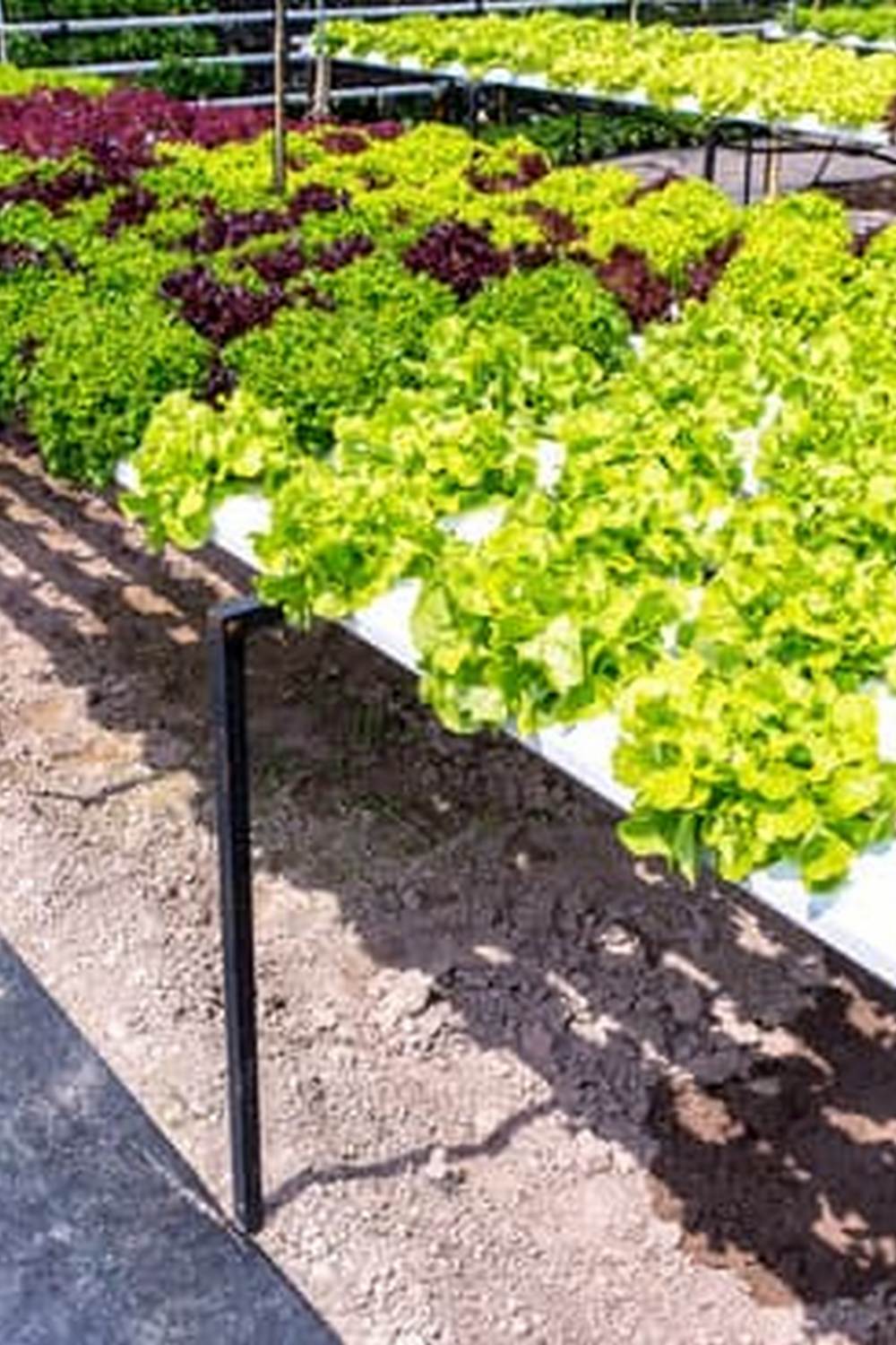 Safe and durable Treated Pine for vegetable gardens. Eco-friendly and long-lasting choice for outdoor plant beds