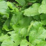 a colorful array of organic produce thriving in this eco-friendly garden