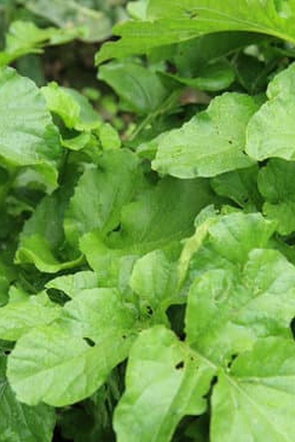 a colorful array of organic produce thriving in this eco-friendly garden