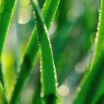 follow recommended time on seed packet for best results