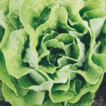 Optimal watering schedule for vegetable gardening - How often to water plants for healthy growth