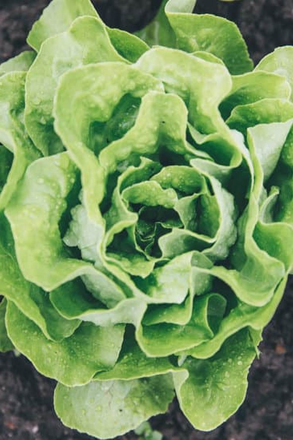 Optimal watering schedule for vegetable gardening - How often to water plants for healthy growth