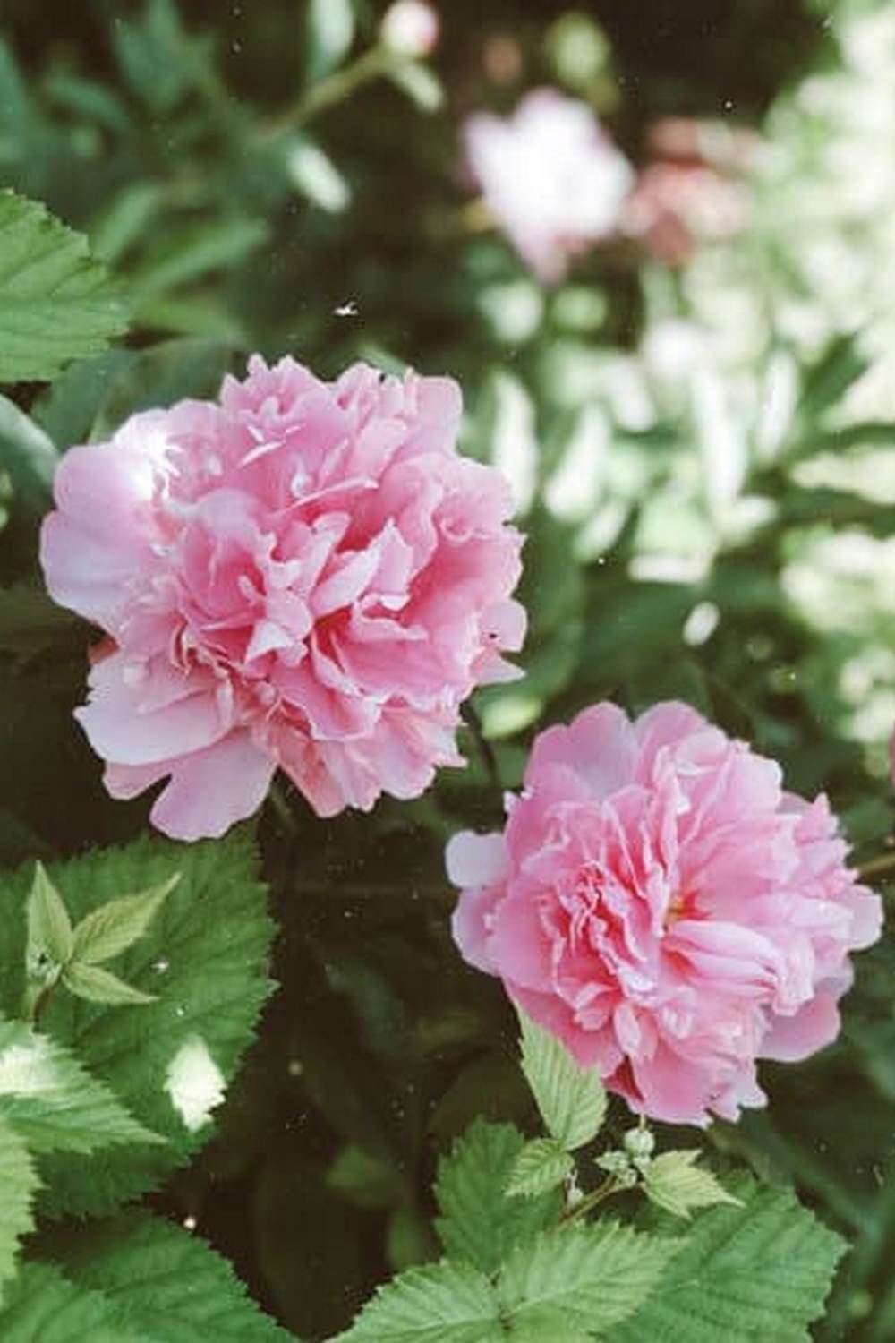 Protecting crops from pests while adding charm to your backyard