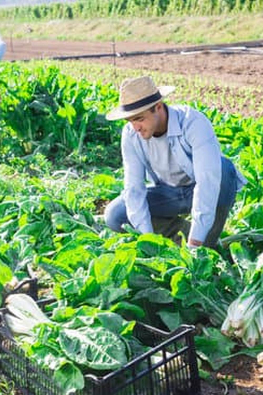 Positive impact on the environment, why are vegetable gardens good for the environment