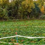 small space solutions for growing fresh produce