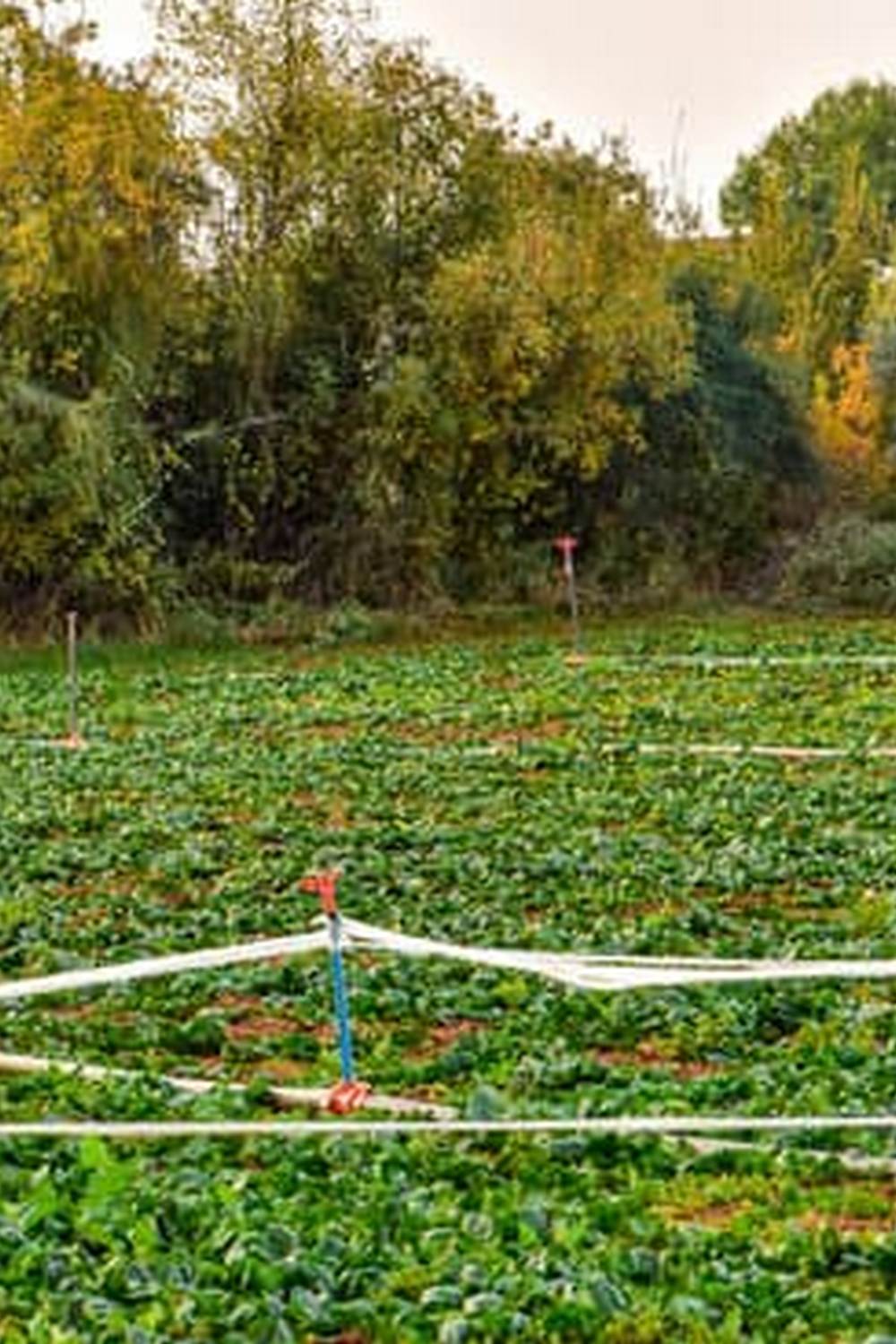 small space solutions for growing fresh produce