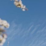 Vibrant Vegetable Gardening in Palm Desert