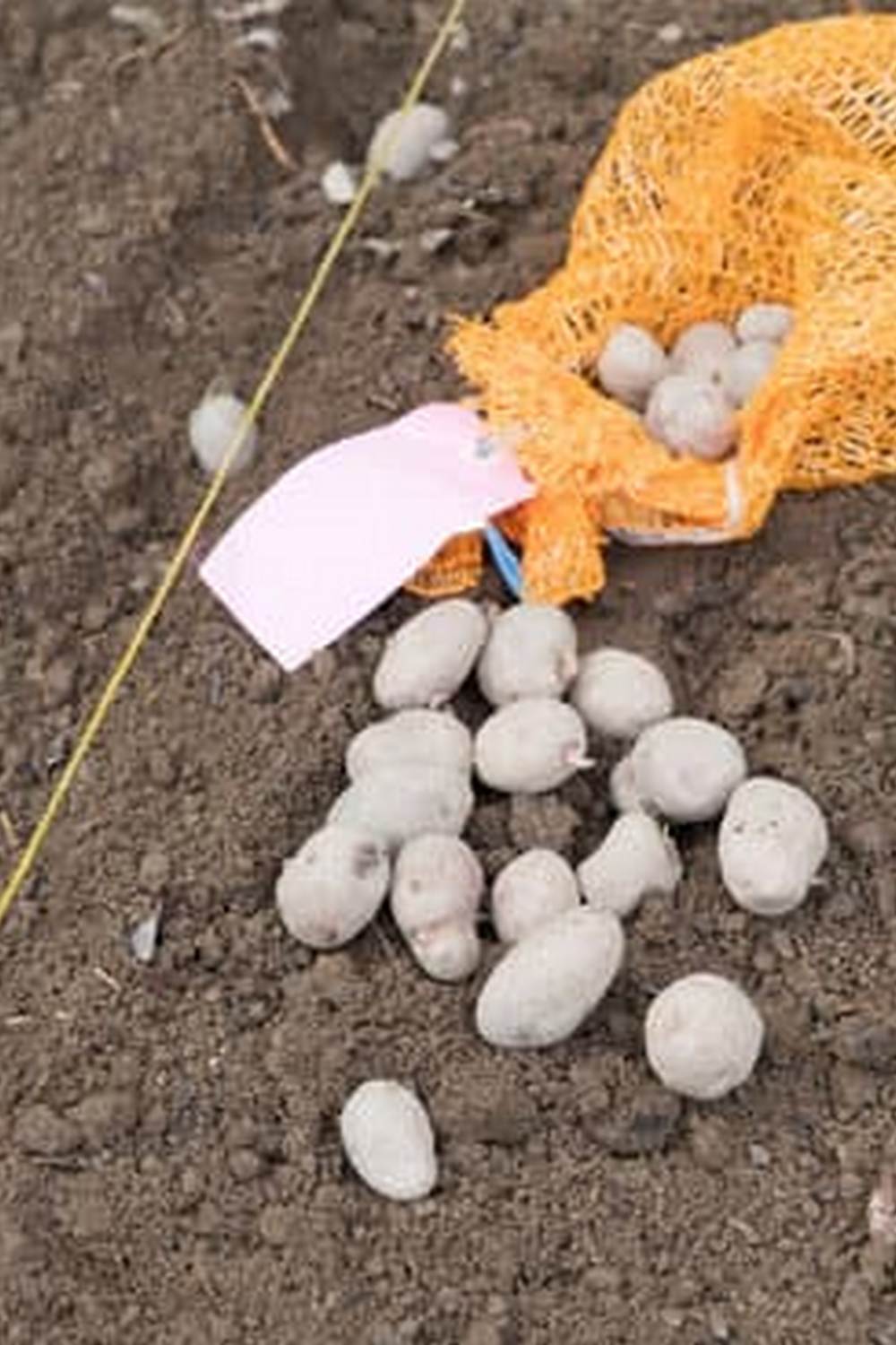 maximizing growth and yield