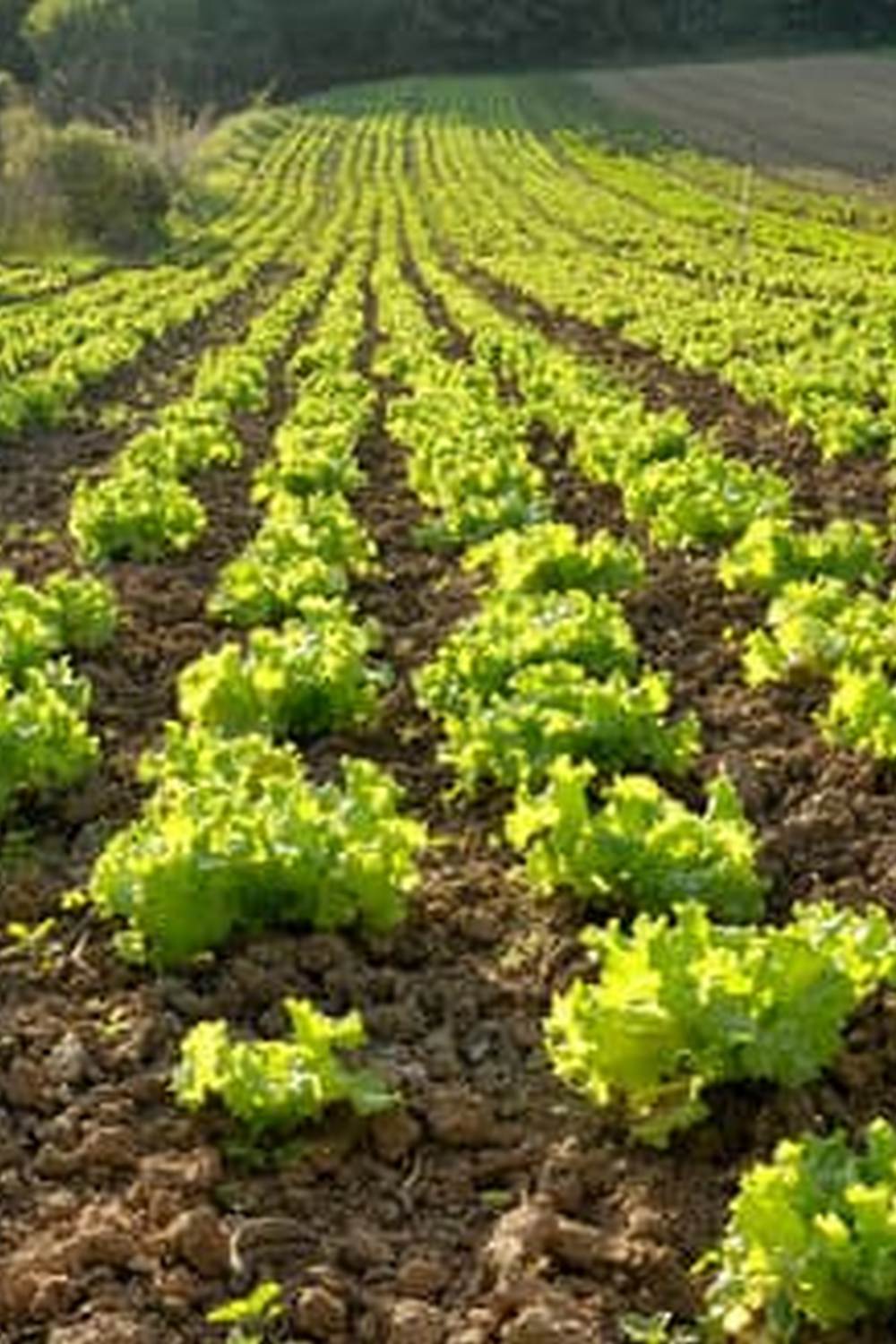 Grow tomatoes, lettuce, and herbs in small urban spaces