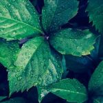 Download our VEGETABLE GARDENING AT HIGH ALTITUDES PDF for expert tips on high-altitude gardening success