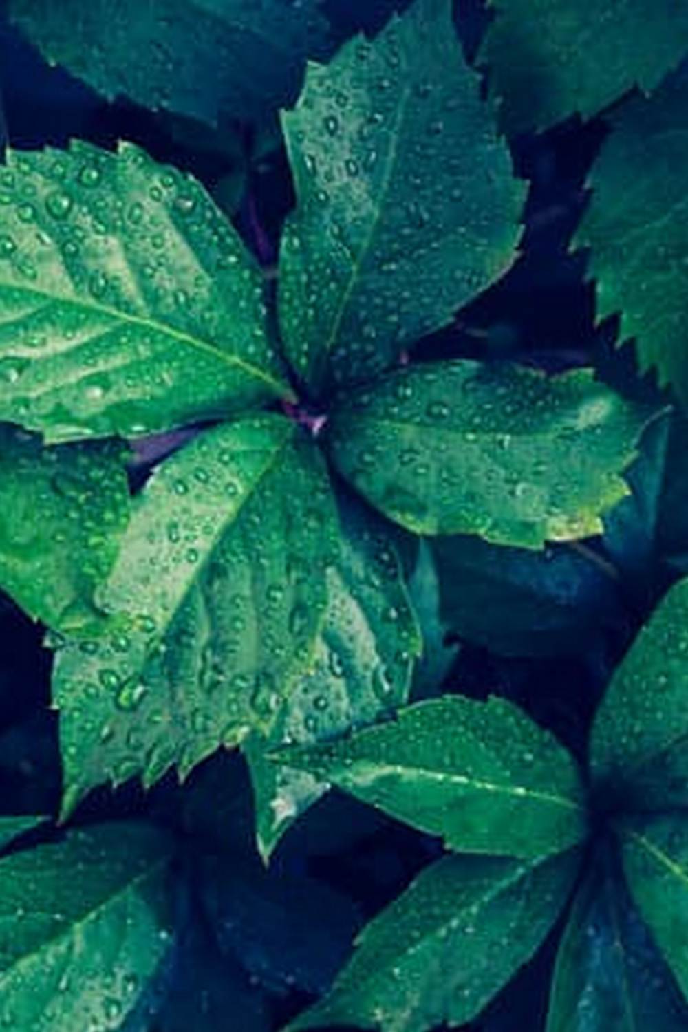 Download our VEGETABLE GARDENING AT HIGH ALTITUDES PDF for expert tips on high-altitude gardening success