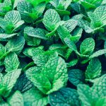 Sturdy vegetable trellis for efficient gardening