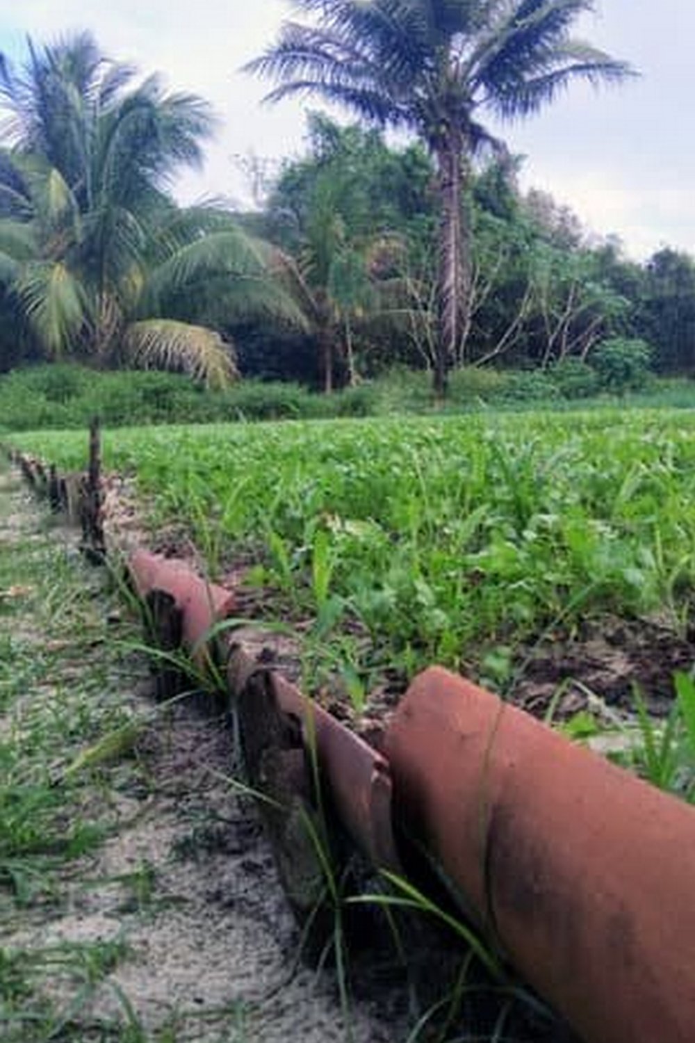 Beginner's guide to vegetable container gardening - VEGETABLE CONTAINER GARDENING FOR BEGINNERS BER