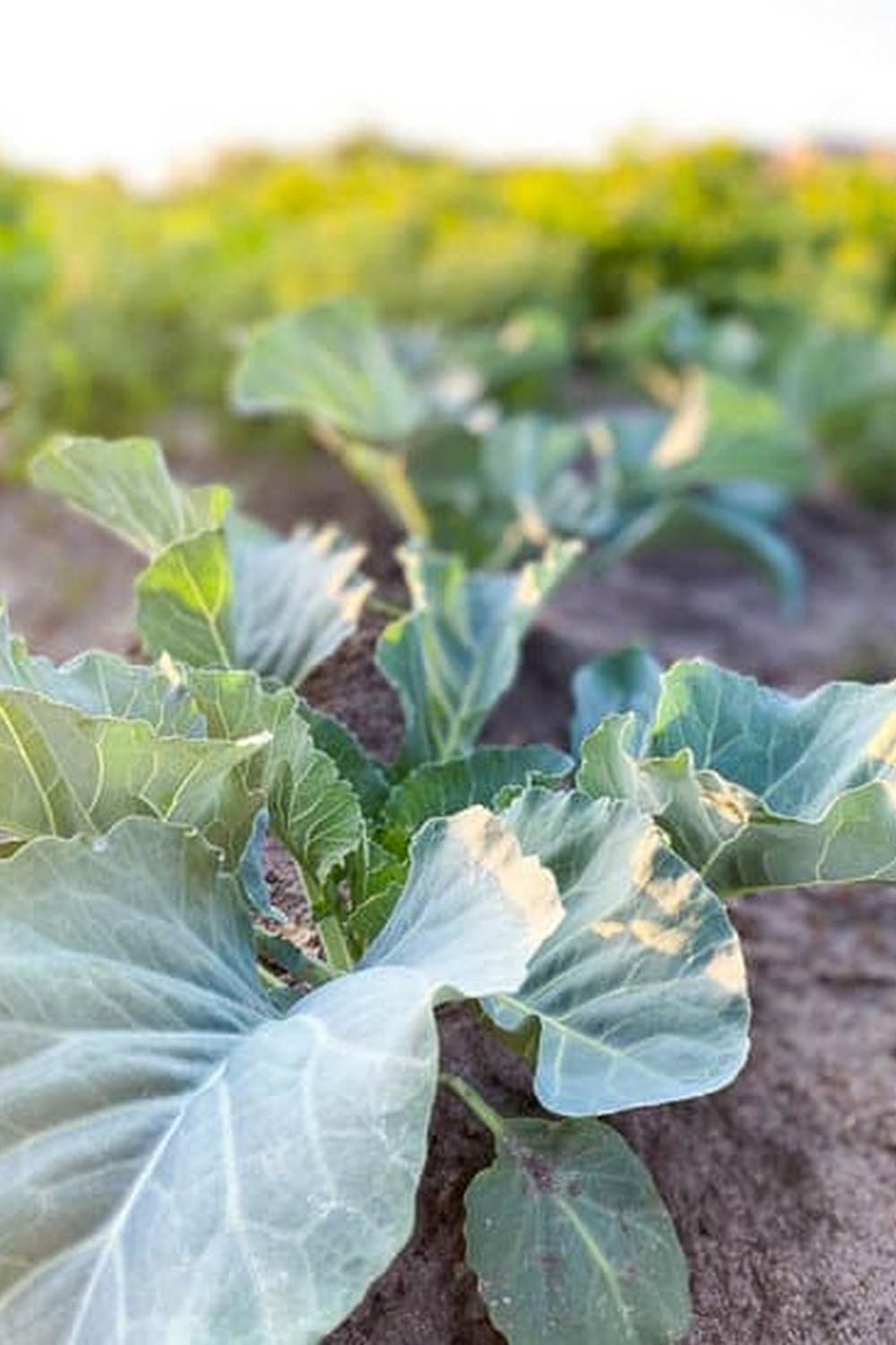 Thriving Vegetable Garden in Tropical Thailand