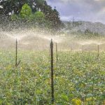 When is the best time to water vegetable gardens Timing is crucial for healthy crop growth