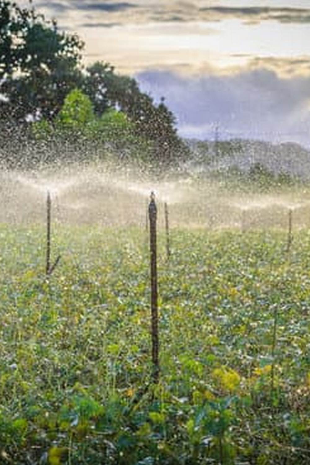When is the best time to water vegetable gardens Timing is crucial for healthy crop growth
