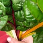 ACQ Treated Lumber for Vegetable Gardens