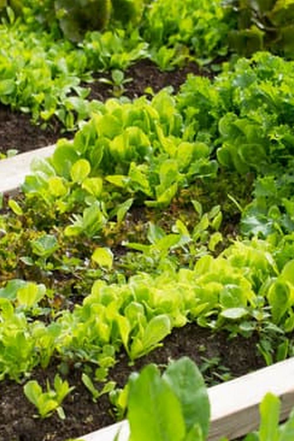 Tips for Cold-Weather Crops and suitable Plants for Your Garden