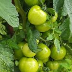 Organic homemade fertilizer for vegetable gardens made from kitchen scraps and natural ingredients