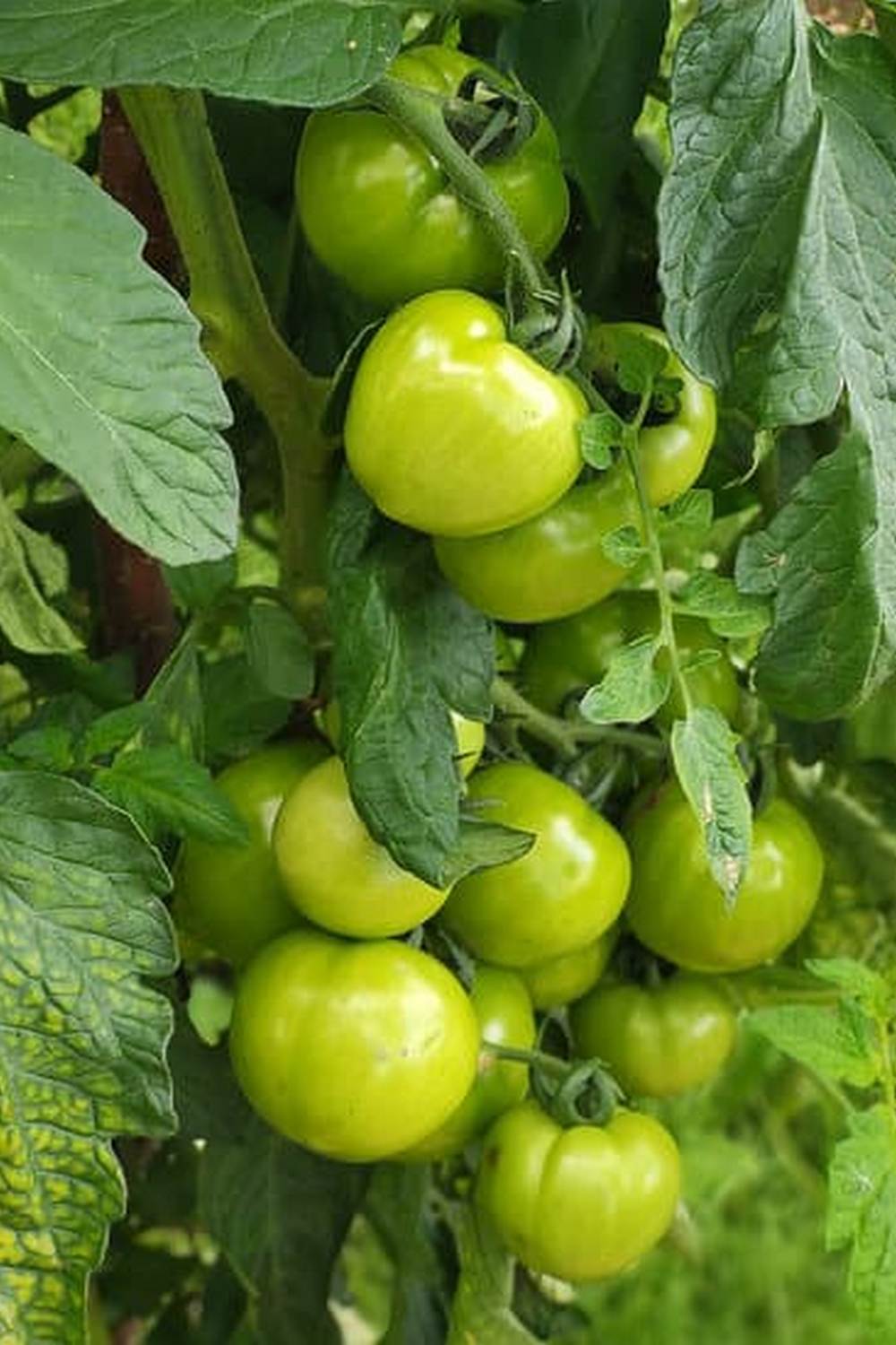 Organic homemade fertilizer for vegetable gardens made from kitchen scraps and natural ingredients