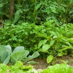 Organic Indian vegetable garden in Houston, Texas with diverse crops for sustainable, home-grown cuisine