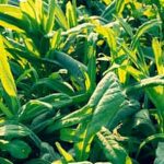 wire fencing, raised beds, and natural repellents