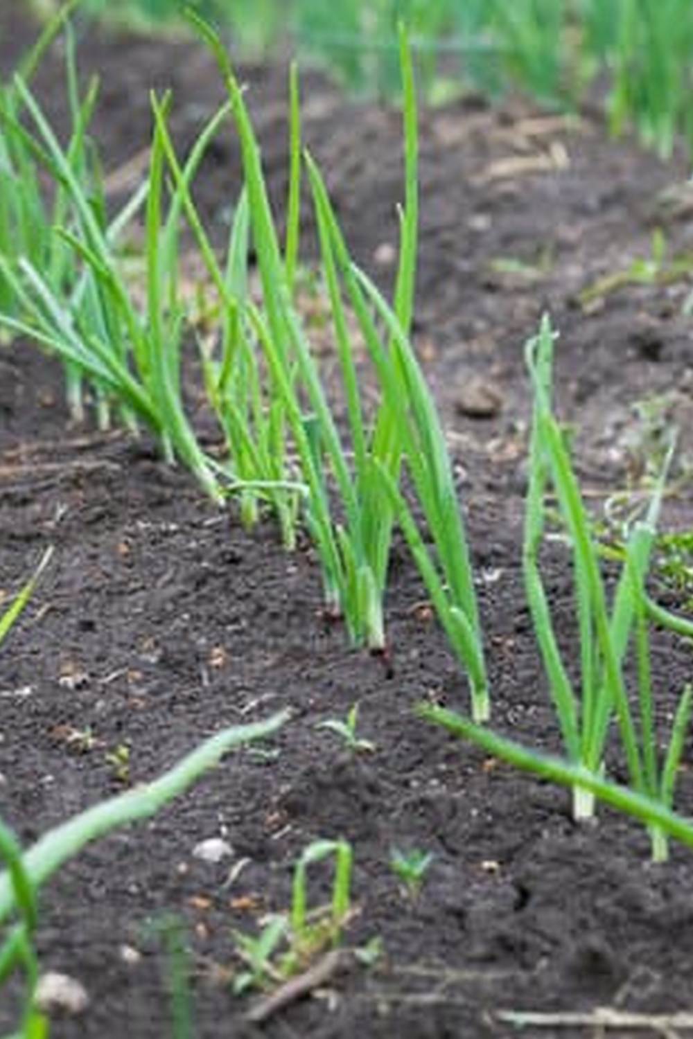 Handy gardening tools and organic seeds for the vegetable gardener