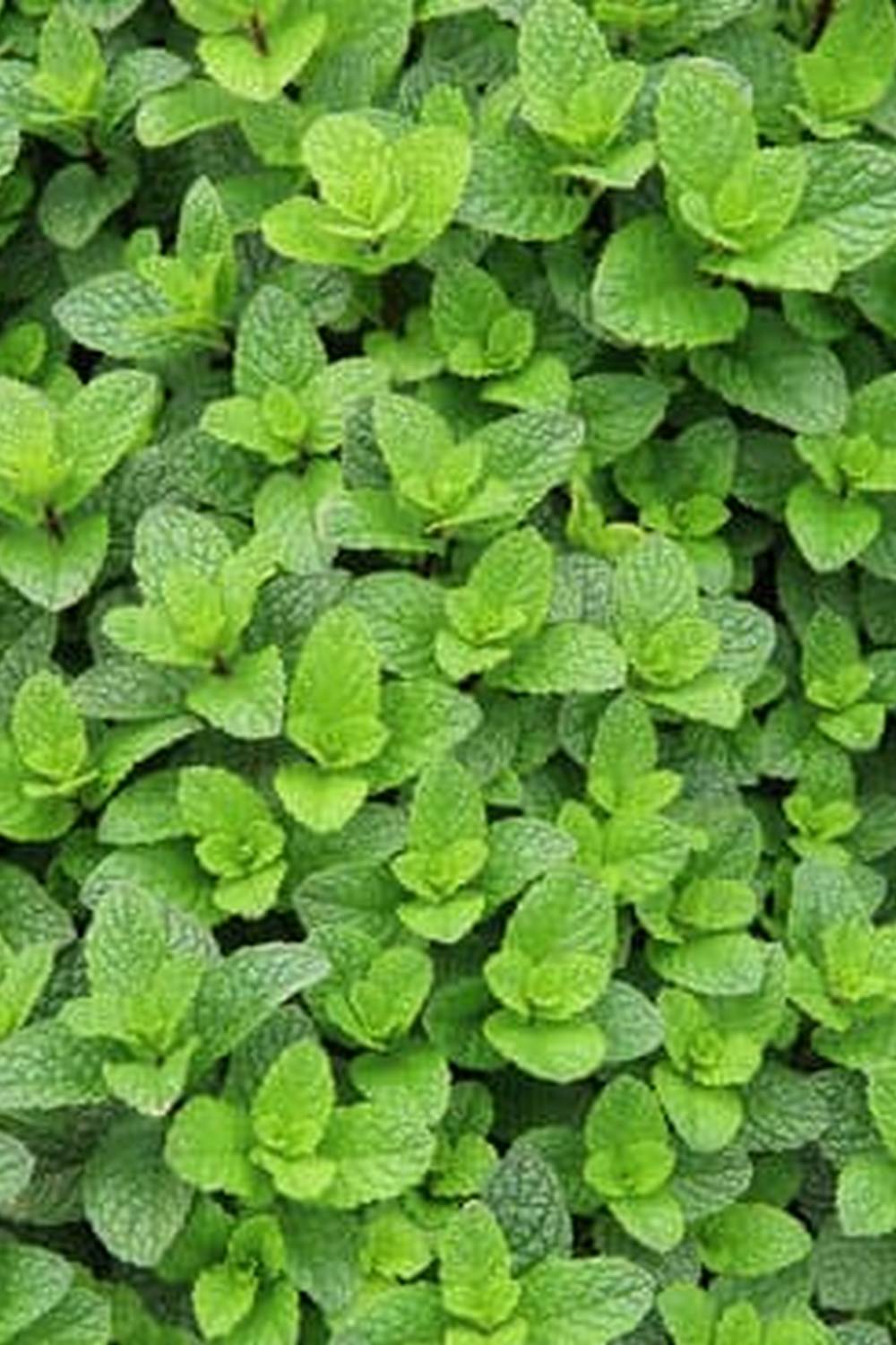 Urban gardening tips for limited space and sustainable living