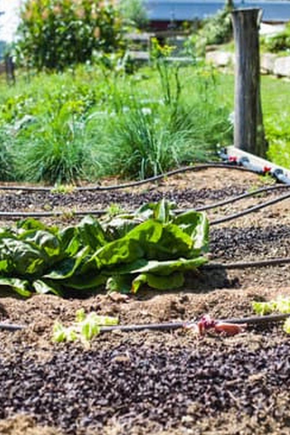 A Creative Guide for Urban Gardeners