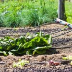 a guide to seasonal planting