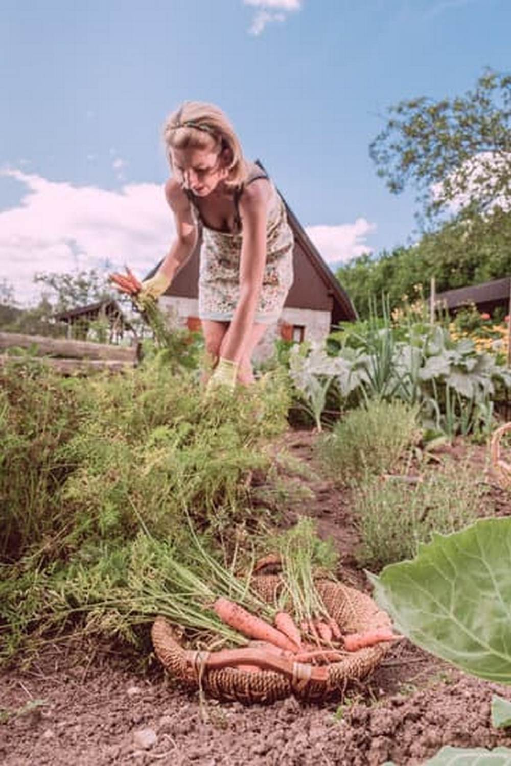 Healthy and Fresh Vegetable Plants for Gardens