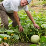Pressure Treated Lumber for Durable Vegetable Gardens