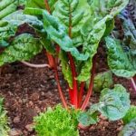 VEGETABLE GARDENER'S BIBLE - everything you need to know