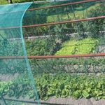 A secure and productive space for growing fresh produce at home