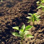 Rich loamy soil, ideal for gardening vegetables