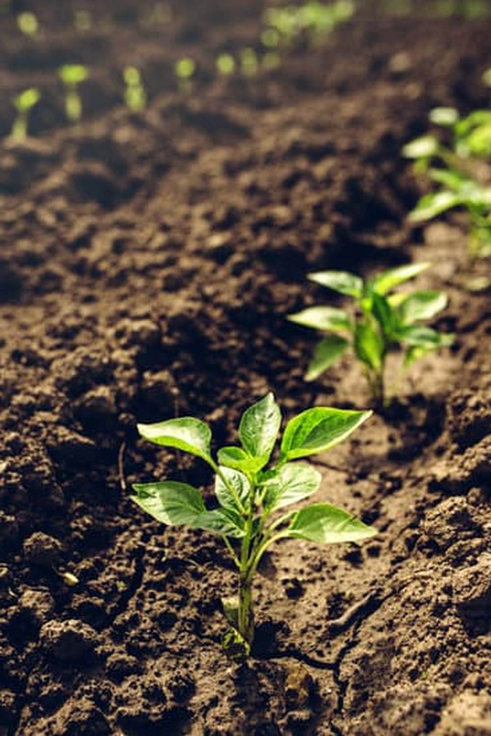 Rich loamy soil, ideal for gardening vegetables