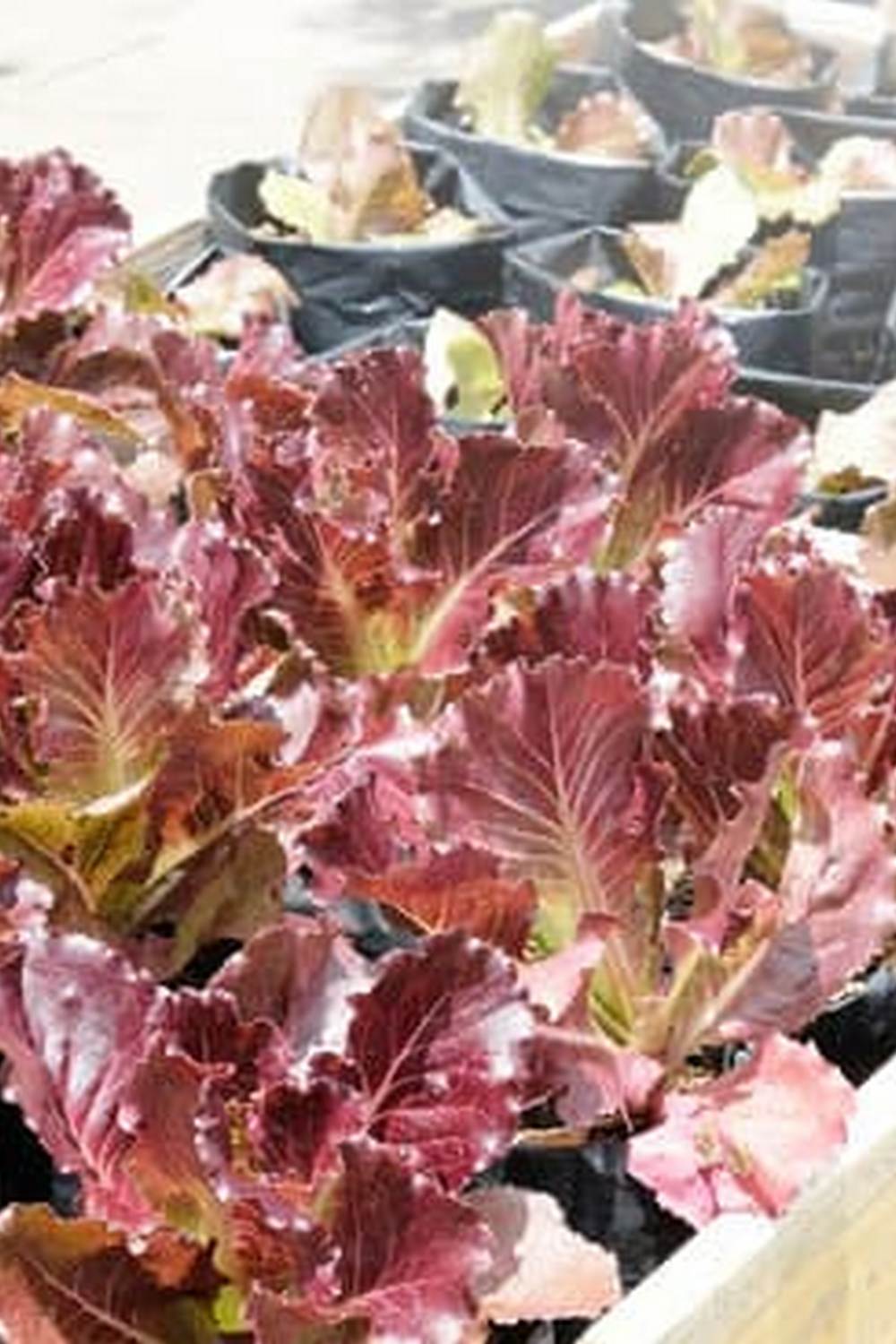 Join vibrant online community at Vegetable Gardening Forums to share tips and insights