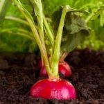 Does Peat Moss Go on Top of Vegetables Gardens top layer benefits soil moisture and root health