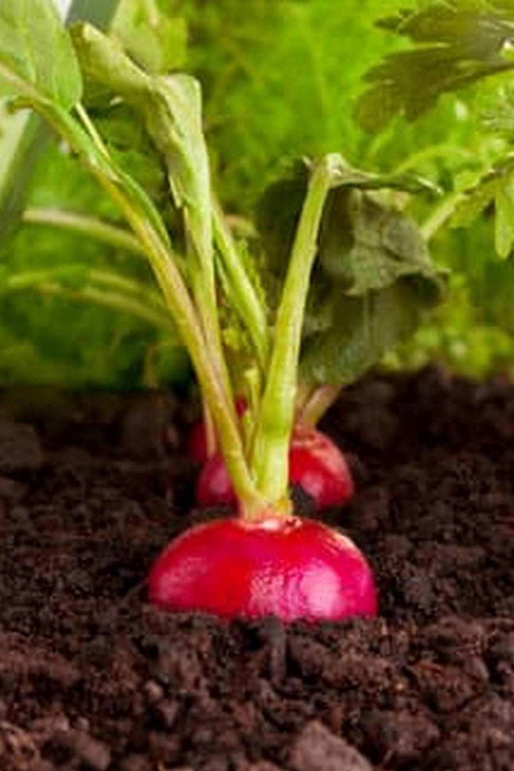 top layer benefits soil moisture and root health