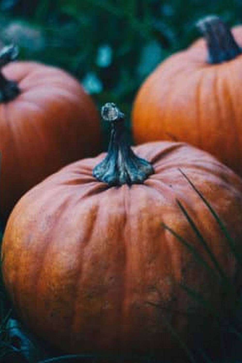 Growing vegetables in the lush, rainy climate of Western Washington's gardens - Gardening in Western Washington Vegetables